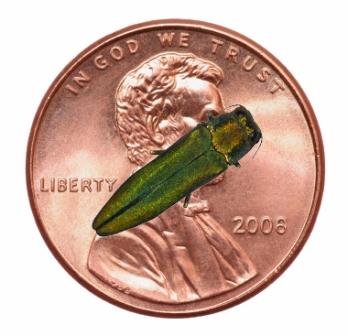 An Emerald Ash Borer on top of a penny to show its size.