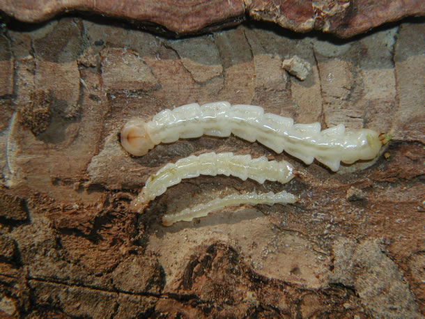 A photo of an Emerald Ash Borer in larval form.