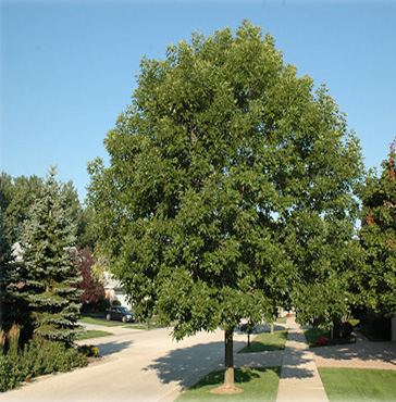 A photo of a Marshall Ash tree.